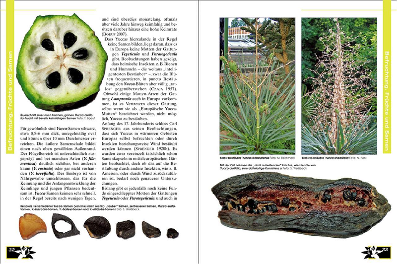 Faszination Bunt – Die Welt der panaschierten Yuccas